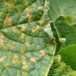 Compost: what to do with diseased plants?