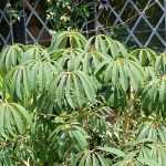 Schefflera: 5 Successful Pairing Ideas