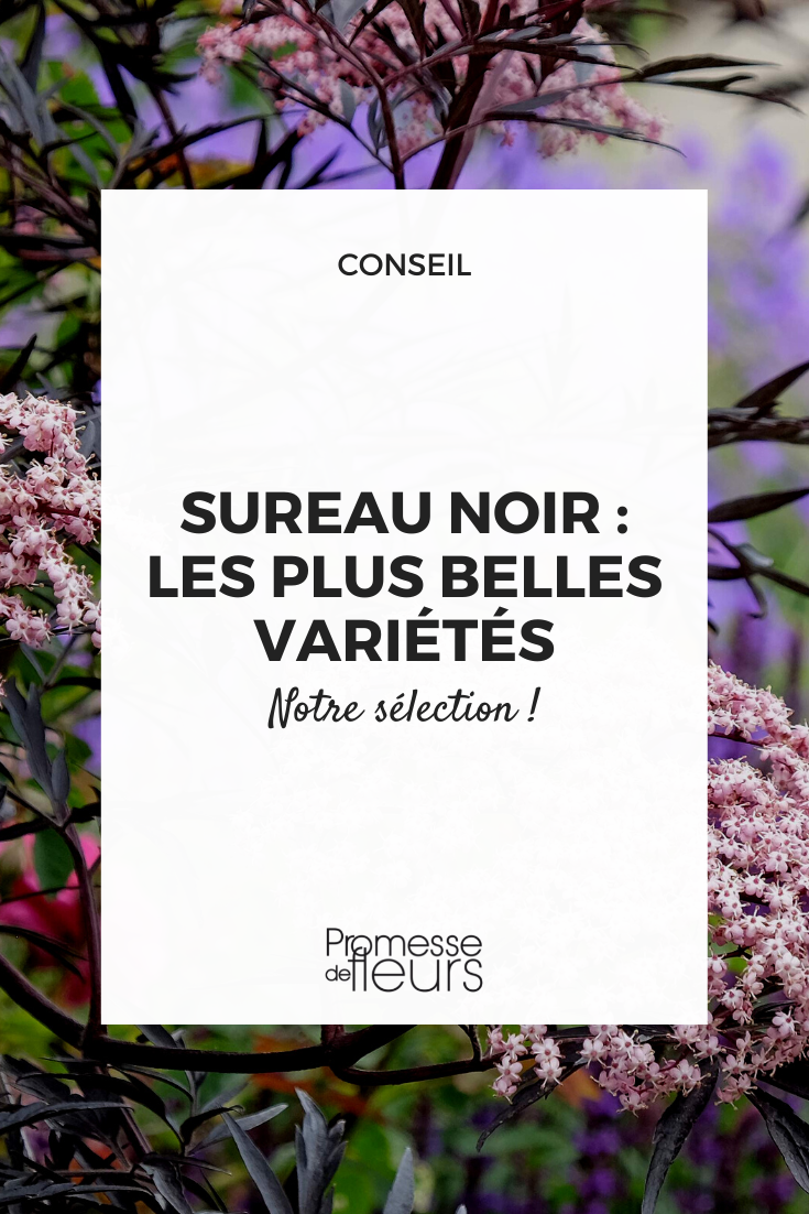 Black Elderberry: the most beautiful varieties Black Elderberry Selection