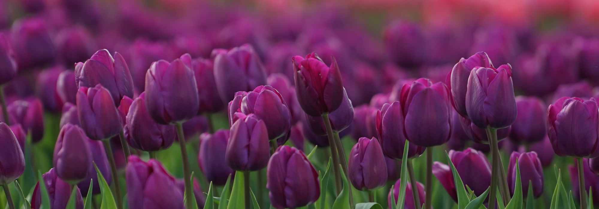 6 tulips with purple, mauve, or crimson flowers