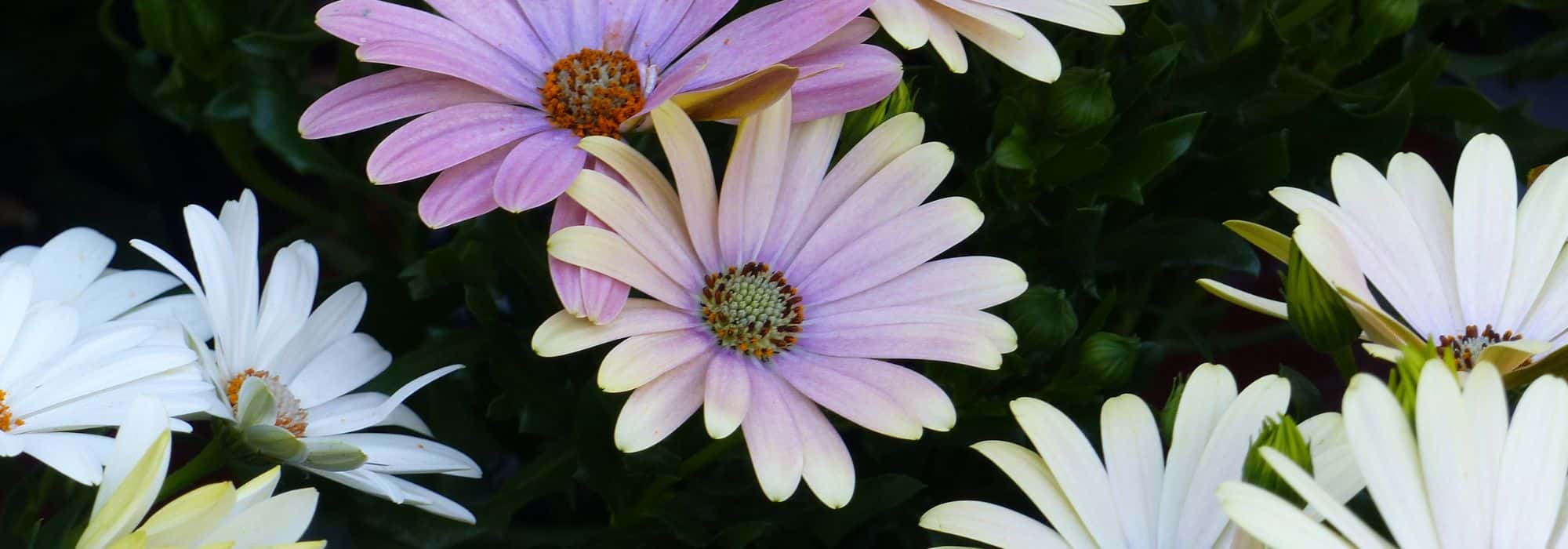 Associate Osteospermum