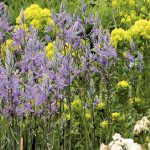 Which Camassia to choose and how to combine it in the garden?