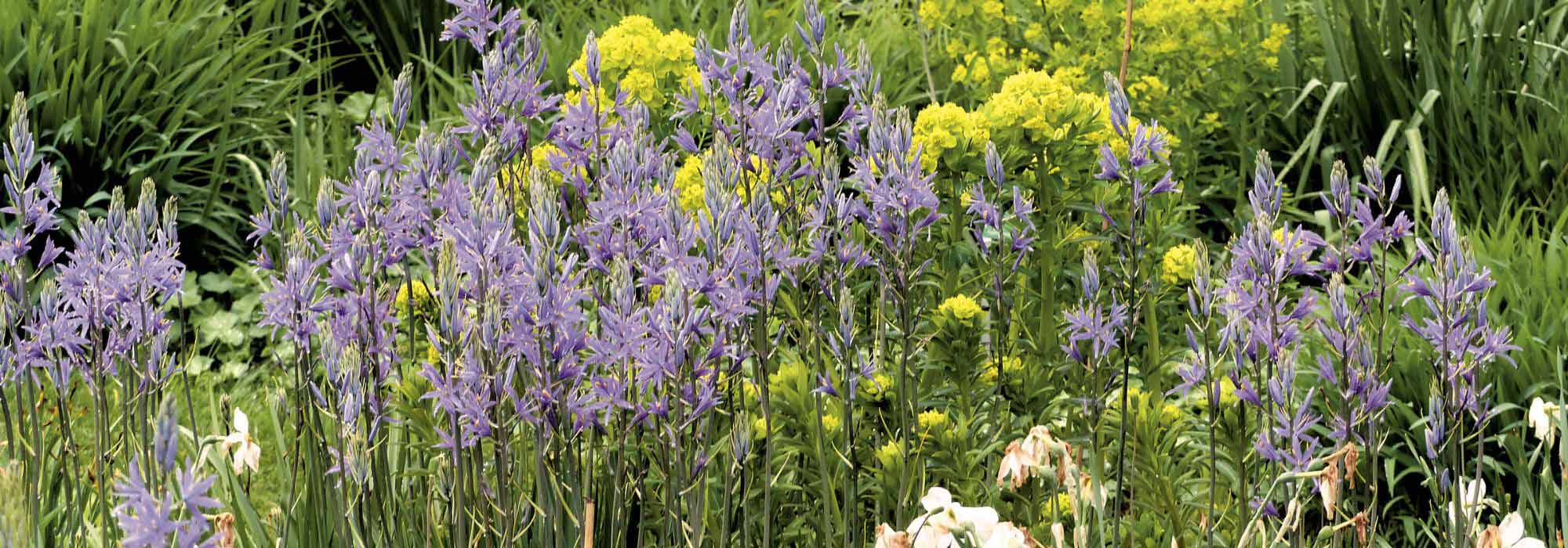 Which Camassia to choose and how to combine it in the garden?