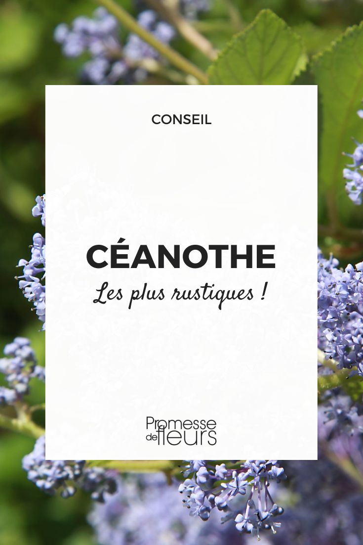 hardiest ceanothus hardiest ceanothus