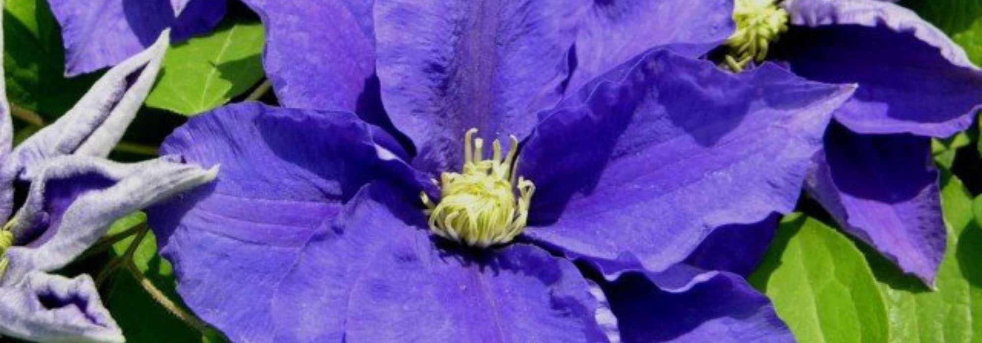 8 Autumn-flowering Clematis
