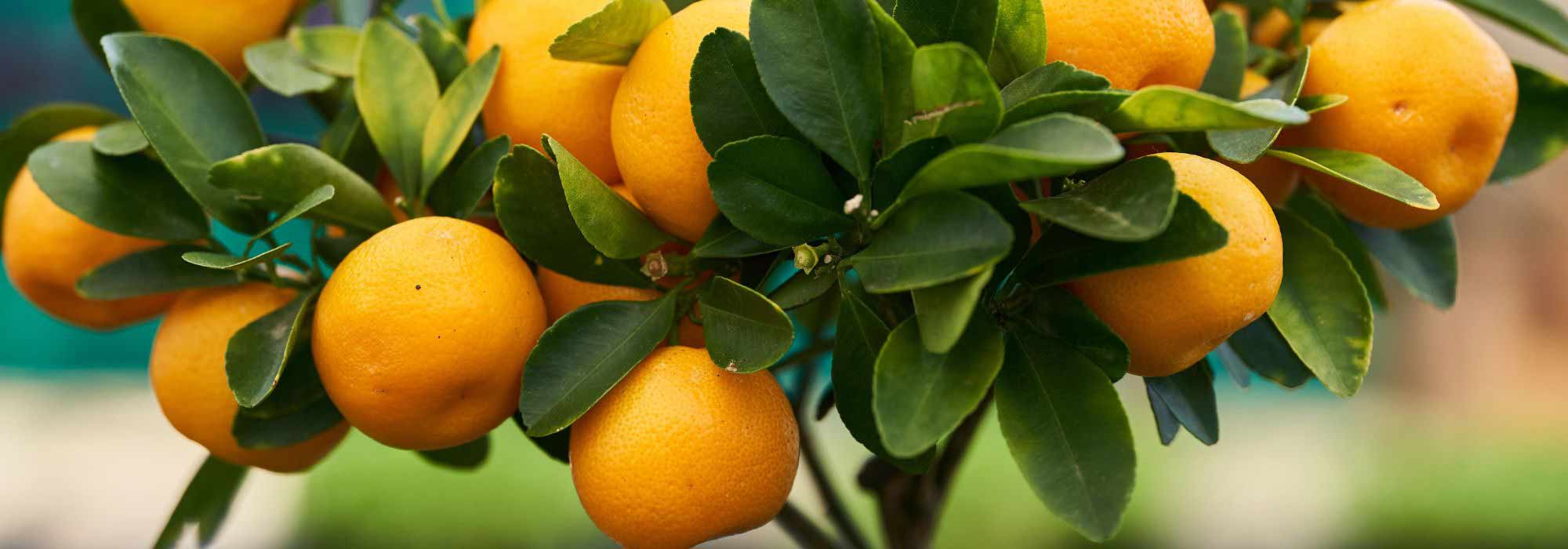 Growing a mandarin tree or a clementine tree in a pot