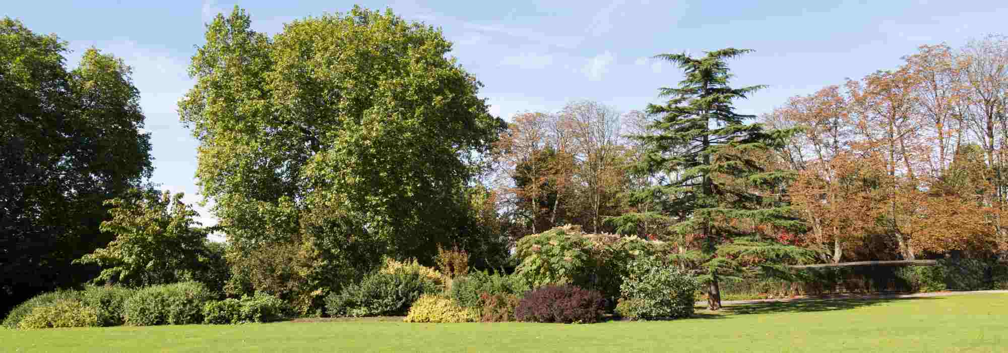 How to choose an ornamental tree for your garden?