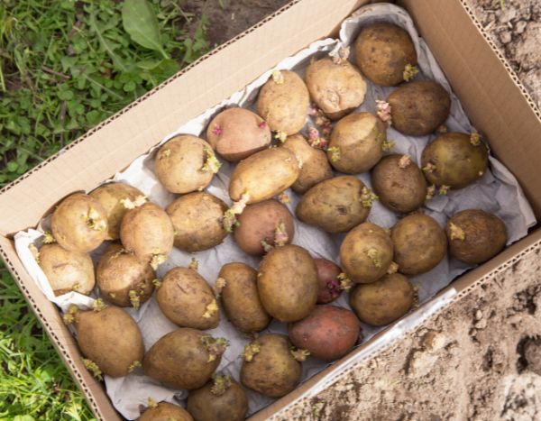 Germinating potatoes