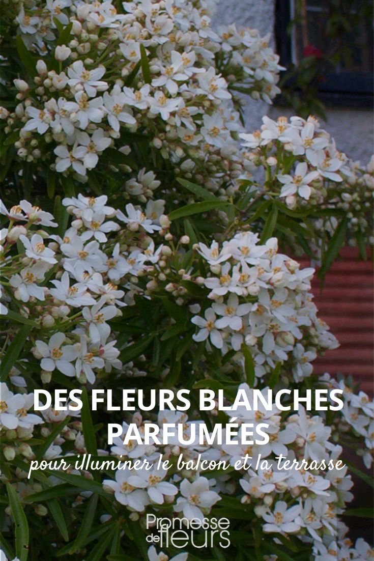 fragrant white flowers for balcony and terrace fragrant white flowers for balcony and terrace