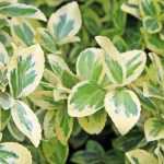 Which spindle for a colourful winter?