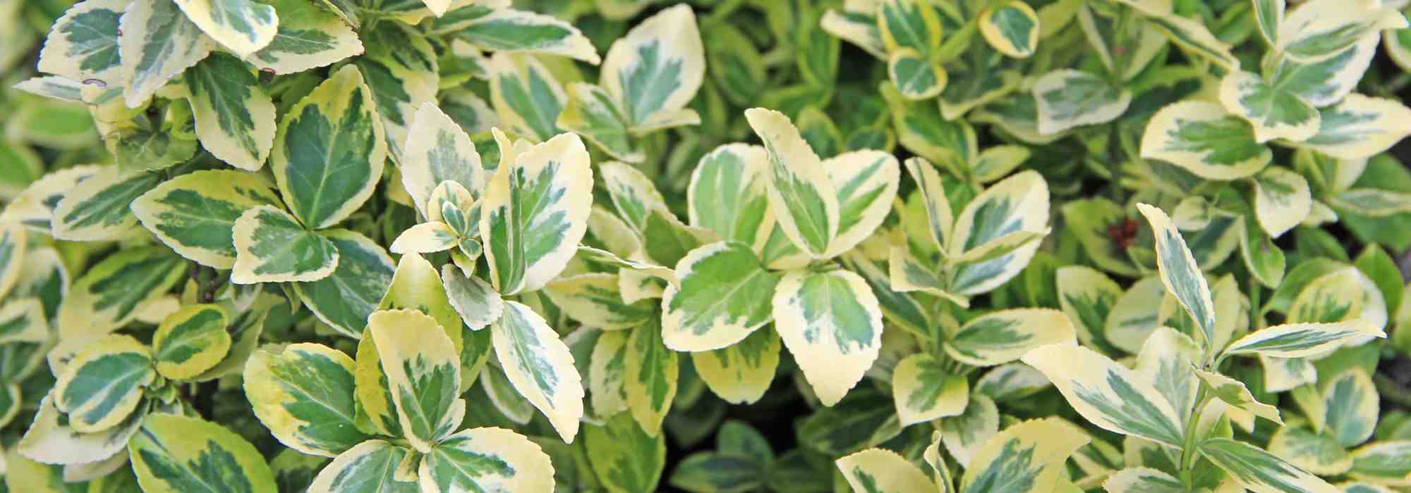 Which spindle for a colourful winter?