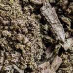 Agrobacterium tumefaciens or collar gall: what is it?