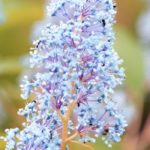 Ceanothus: the hardiest varieties