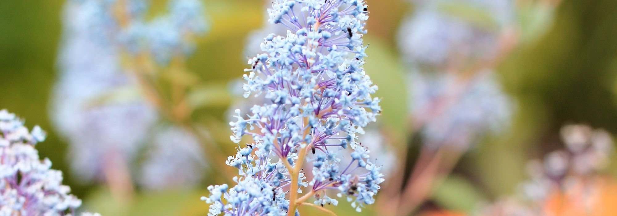 Ceanothus: the hardiest varieties