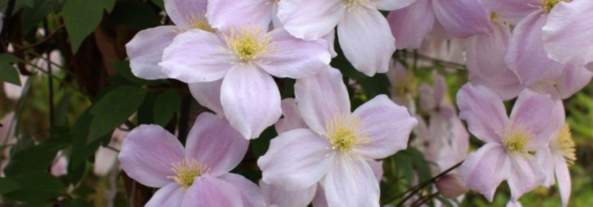 7 tall clematis