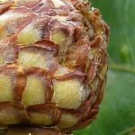 Oak gall: what is it?