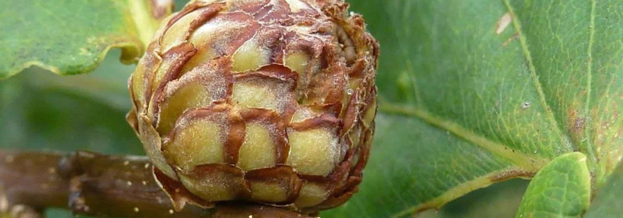 Oak gall: what is it?