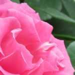 Which rose to choose for flowering an arch?