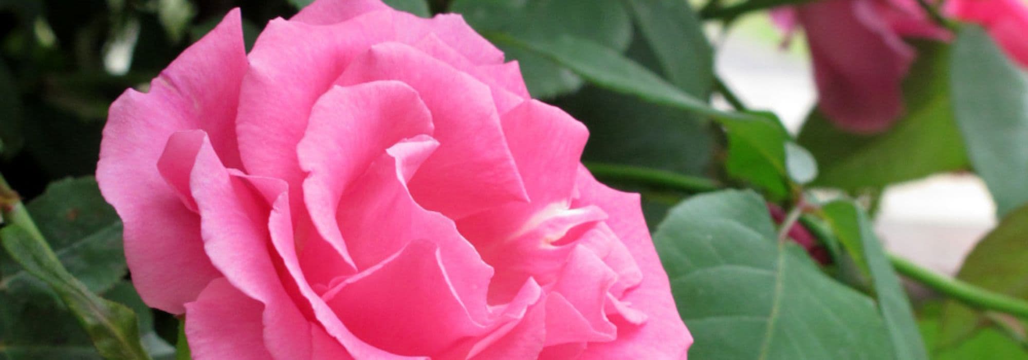 Which rose to choose for flowering an arch?