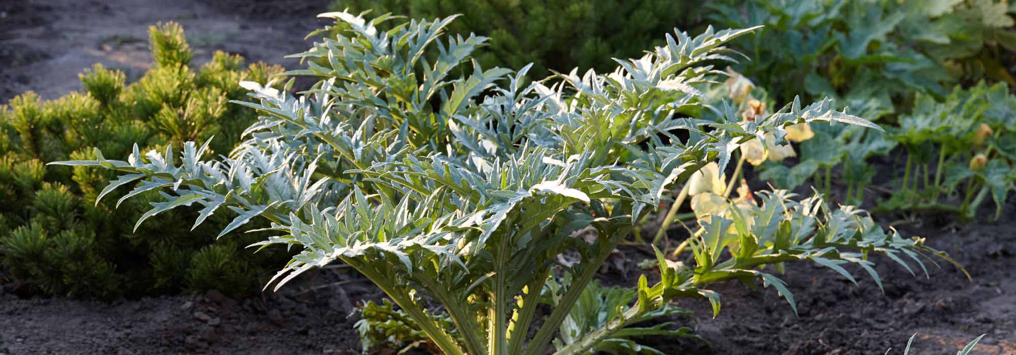Protecting the artichoke from the cold