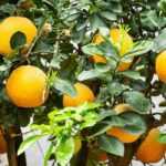 Growing an orange tree in a pot