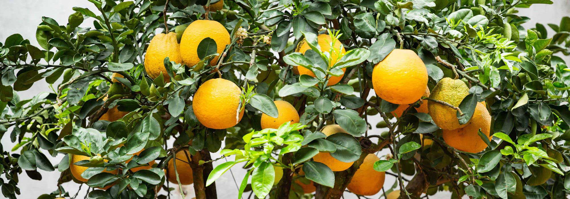 Growing an orange tree in a pot