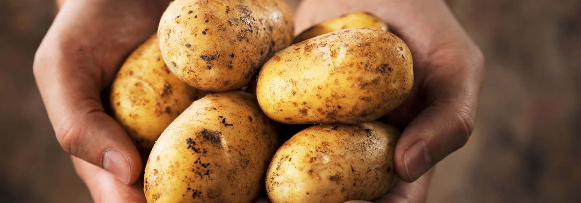Potatoes resistant to blight