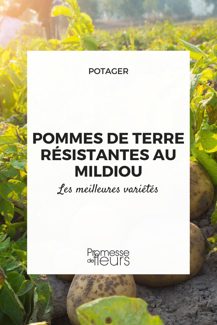 [mildew-resistant potatoes]