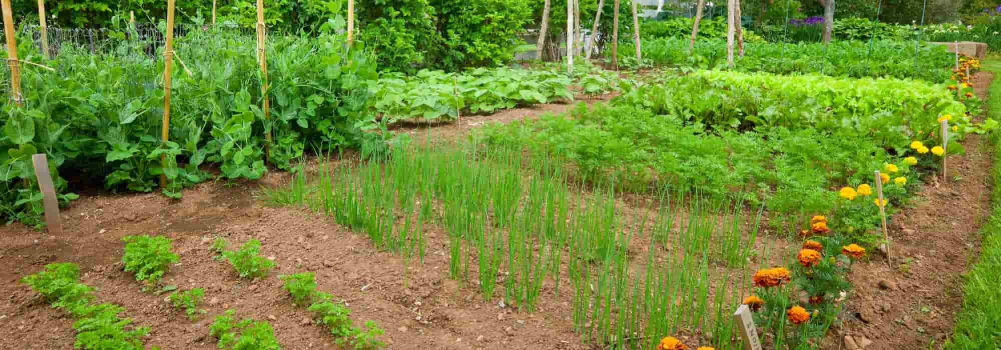 10 mistakes to avoid for a beautiful vegetable garden