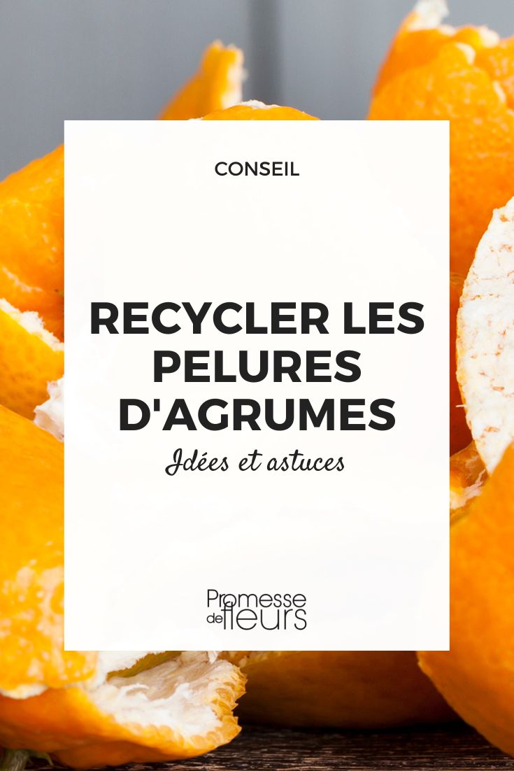 recycle citrus peels recycle citrus peels