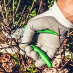 What to prune in autumn?