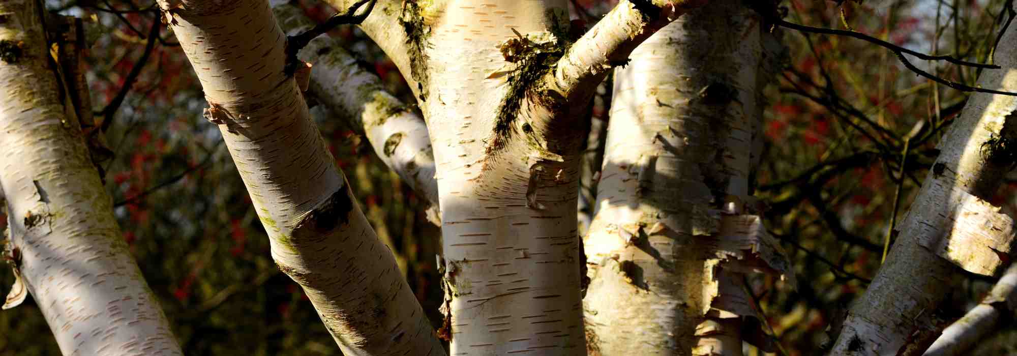 The Himalayan Birch