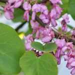Choosing a Judas Tree: Buying Guide