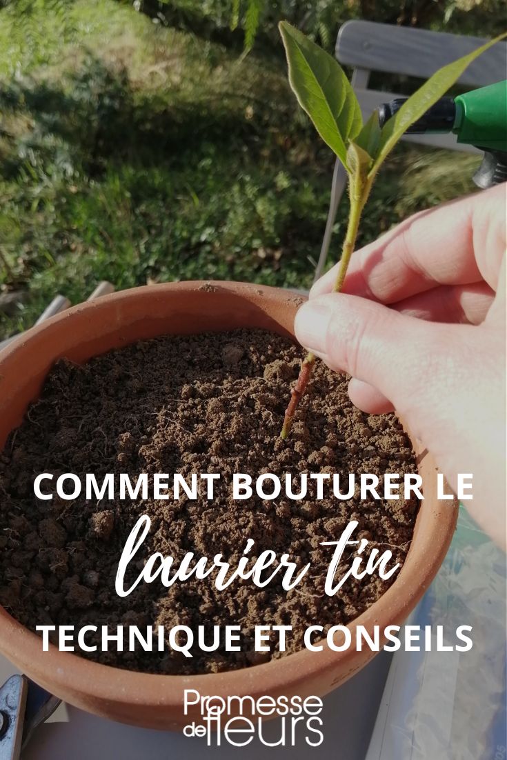 How to propagate the Laurustinus