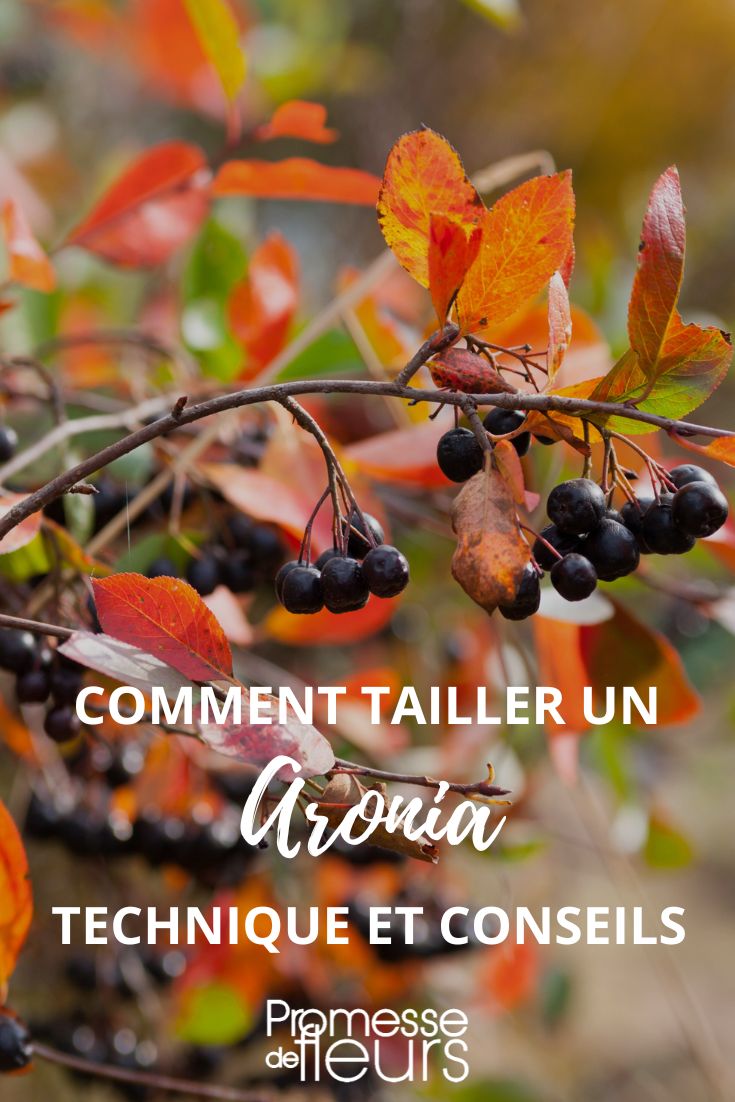 To prune aronia, start by removing dead, damaged, or diseased branches. Then, cut back any crossing branches to improve air circulation. Finally, trim the tips of the branches to shape the plant and encourage new growth. Remember to prune in late winter or early spring for best results.