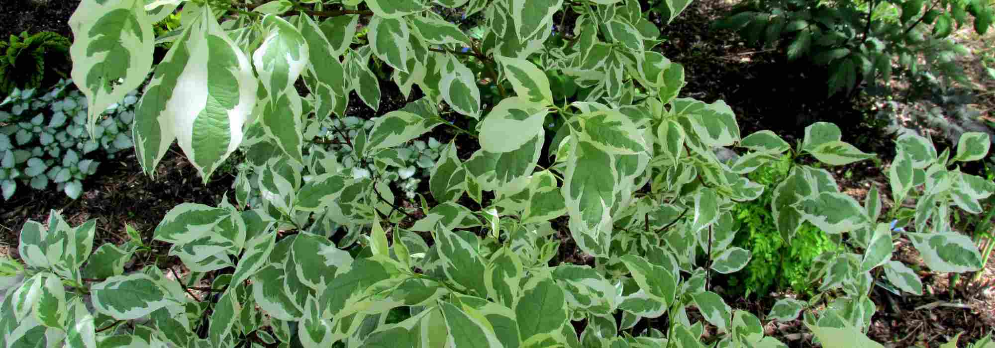 Dogwoods - Cornus: the most beautiful foliage