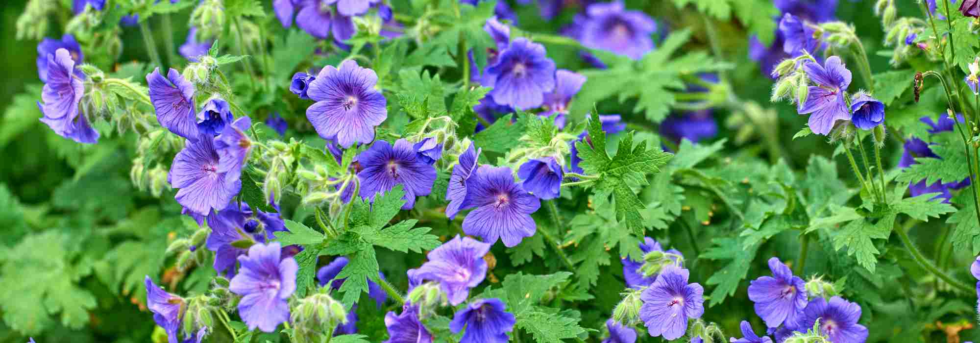 8 Hardy geraniums with blue flowers