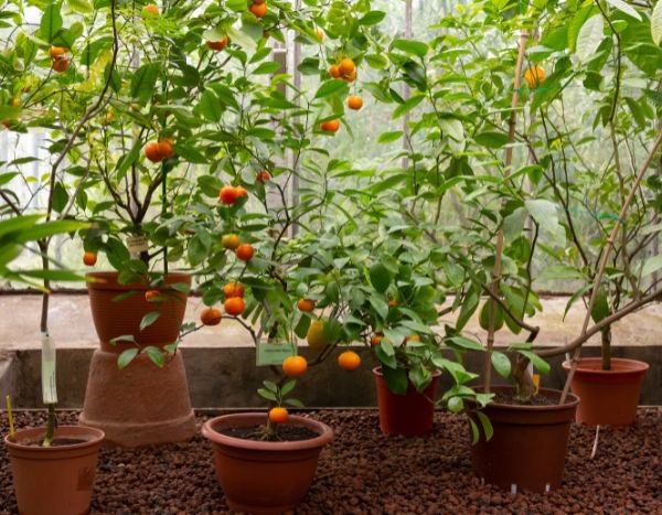 Planter ou rempoter un agrume en pot : guide pratique

Quand rempoter
- Idéal : printemps, au début de la reprise de végétation (mars–mai).  
- Exception : si le pot est trop petit ou si la plante est très enracinée, on peut rempoter hors saison en évitant périodes de gel ou de forte chaleur.

Choix du pot
- Matériaux : terracotta (respirant, sèche plus vite), plastique (léger, retient mieux l’humidité) ou résine.  
- Taille : augmenter le diamètre du nouveau pot de 4–6 cm par rapport à l’ancien pour les jeunes sujets ; pour sujets plus grands, 5–10 cm. Éviter pot excessivement grand (risque d’humidité stagnante).

Drainage
- Trou de drainage impératif.  
- Pas besoin d’une couche épaisse de billes d’argile ; mieux vaut un bon mélange de substrat qui draine. On peut toutefois placer une petite couche de gravier au fond si pot très large.

Substrat recommandé
- Mélange bien drainant et fertile : par exemple 50 % terreau pour plantes, 30 % sable horticole ou grit/perlite, 20 % compost mûr ou terreau de feuilles.  
- pH : légèrement acide à neutre (≈6–7).  
- Option : terreau spécifique agrumes ou mélange pour plantes méditerranéennes.

Matériel
- Bêchette, sécateur propre, arrosoir, gants, éventuellement engrais de démarrage (engrais pour agrumes ou formulation équilibrée avec microéléments).

Étapes pour planter / rempoter
1. Préparer le pot : vérifier propreté, placer un feutre géotextile si souhaité pour éviter colmatage du trou, ajouter un peu de substrat au fond.  
2. Sortir la plant du pot d’origine : tapoter les bords, maintenir la motte par la base.  
3. Examiner les racines : si très enchevêtrées ou circonférentielles, délier délicatement la motte et couper les racines trop longues ou abîmées (quelques coupes propres). Pour racines très compactes, scarifier la surface et raccourcir légèrement le pivot.  
4. Positionner la plant : placer la motte à la même hauteur qu’avant (ne pas enterrer plus profond le collet). Laisser 2–3 cm d’espace sous le bord du pot pour l’arrosage.  
5. Remplir autour avec le substrat en tassant légèrement pour éviter poches d’air. Ne pas tasser excessivement.  
6. Arroser abondamment jusqu’à écoulement, laisser reposer et compléter si nécessaire.  
7. Mettre à l’abri du soleil direct les premiers jours si plant transplanté en période chaude ; éviter courants d’air froid si printemps encore frais.

Après le rempotage : soins
- Arrosage : maintenir substrat humide mais jamais détrempé. Laisser sécher légèrement la surface entre deux arrosages.  
- Fertilisation : ajouter un engrais pour agrumes ou un engrais équilibré après 4–6 semaines, puis alimentation régulière en saison de croissance (tous les 2–4 semaines pour engrais liquide ou suivant instructions pour engrais granulaire). Les agrumes ont besoin d’azote, potassium, et microéléments (fer, magnésium).  
- Exposition : plein soleil (minimum 6 heures), emplacement abrité des vents froids.  
- Température : protéger si gel (<0 °C selon variété). En climat frais, rentrer en serre froide ou pièce lumineuse en hiver.  
- Taille : légère taille d’entretien pour aérer et structurer la couronne, après récolte ou en fin d’hiver.

Fréquence de rempotage
- Jeunes plants : tous les 2–3 ans.  
- Plants établis : tous les 3–5 ans selon croissance et signes de pot trop petit (racines qui sortent par le trou, arrosages très fréquents, baisse de vigueur).

Signes que la plant a besoin de rempotage
- Croissance ralentie malgré arrosage et fertilisation, racines sortant du trou, substrat se dessèche très vite, jaunissement généralisé des feuilles.

Conseils pratiques
- Ne pas enterrer le collet ni recouvrir le tronc de substrat.  
- Éviter eau très calcaire si possible (favoriser eau de pluie ou faible minéralisation) pour limiter carences en fer.  
- Si rempotage urgent en hiver, limiter stress : ne pas tailler fortement, placer en lumière tempérée.  
- Pour transport ou protection hivernale, arroser modérément et réduire fertilisation.

Si vous voulez, je peux vous proposer une recette de substrat précise à imprimer sur une étiquette ou un petit texte court adapté pour une fiche produit WordPress.