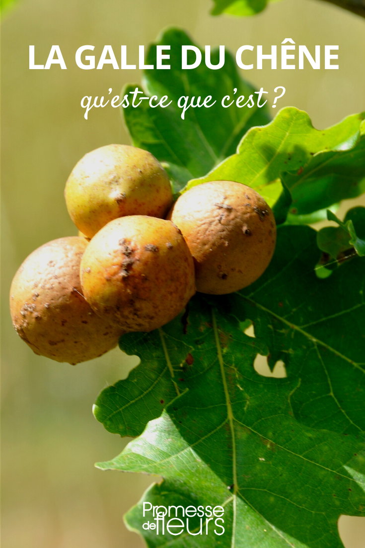 Oak gall, what is it? Oak gall