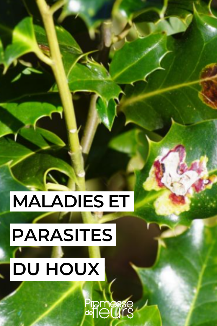 [plant_guide name="Houx commun"]