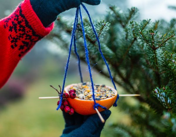 How to make a bird feeder from oranges?