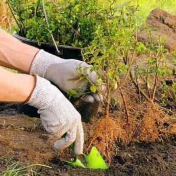 Planting boxwoods as bare-root young plants