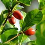 Synsepalum dulcificum or "miracle fruit": surprising red berries!