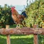 Which citrus fruit to plant according to your region?