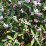 Associate the Daphne