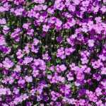 Aubrieta: the 7 most beautiful varieties