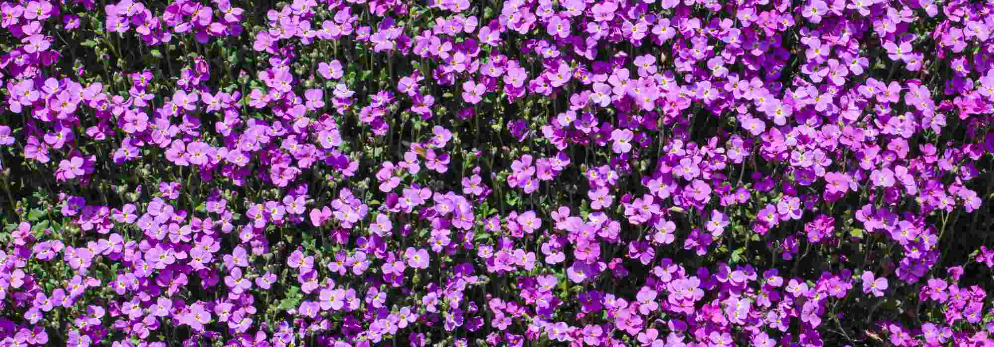 Aubrieta: the 7 most beautiful varieties