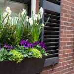 The best bulbs to plant in pots