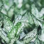 Where do variegated foliage plants come from?