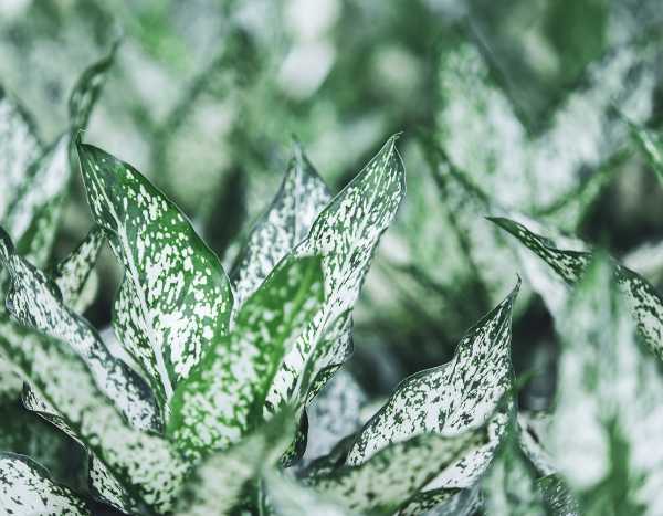 Where do variegated foliage plants come from?